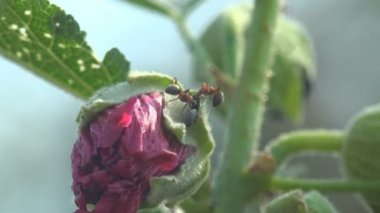 Karıncalar tomurcuğa saldırdı Büyük kır çiçekleri, pembe-kırmızı, Malva moschata, misk otu veya misk-mallow, yaban hayatında View Macro