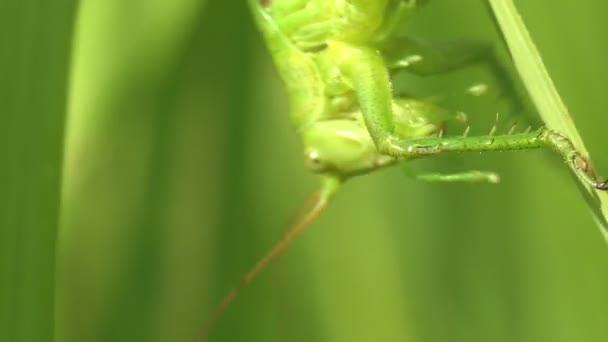 Tettigonia Viridissima Nagy Zöld Bozóttücsök Tettigoniidae Családba Tartozó Katydid Vagy — Stock videók