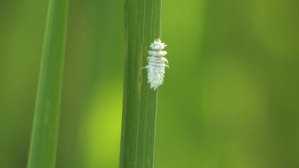 가루깍지벌레 Mealybug 습하고 서식지에서 발견되는 무무장 규모의 곤충인 곤충이다 해충인 — 비디오