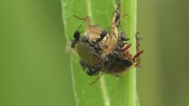 Karıncalar Uyuyan Bir Böceğe Saldırdılar Sabahları Çimen Sapında Uyuşuk Amphimallon — Stok video