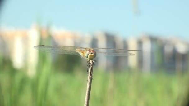 Libelle ist Ordnung odonata, sitzt auf trockenen Stamm von Gras vor blauem Himmel und der Hintergrund Stadt. Makroinsekt. Ansicht Makro in der Tierwelt