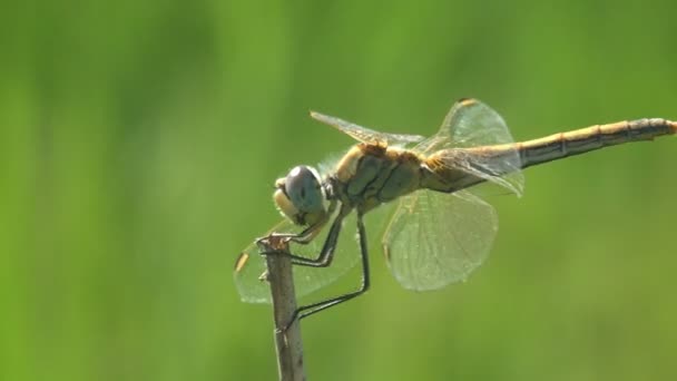 Libélula Orden Odonata Sentado Tallo Seco Hierba Contra Cielo Azul — Vídeo de stock