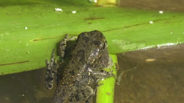 在夏天的沼泽地里 幼蛙正处于蝌蚪和青蛙之间的过渡阶段 处于小甲壳类动物水下生活的混乱之中 从野生动物的角度看待宏观 — 图库视频影像