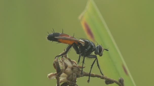 タチノイドフライ ユリニフォシス ユリニフォシスAdusta タチノイド真のハエ 昆虫の順序ディプテラ 黄色の腹部を持ちます 毛深いと長い足 野生動物のマクロの表示 — ストック動画