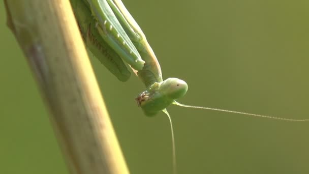 Modliszka Europejska Manodea Mantidae Ukryte Wśród Zielonej Trawy Letnim Lesie — Wideo stockowe