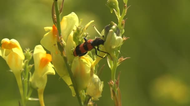 Mylabris Quadripunctata Ruch Czerwonego Żuka Siedzenie Żółtym Kwiatku Widok Makro — Wideo stockowe