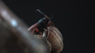 Tetropium fuscum, Cerambycidae familyasından bir böcektir. Kahverengi ladin boynuzu ladin ağaçlarının baş belasıdır. Böcek etrafında makro görünüm