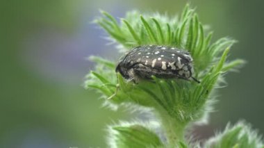 Oxythyrea Funesta böceği aktif olarak hareket ediyor ve yeşil camların üzerinde oturuyor. Vahşi hayatta makro böcek istilası