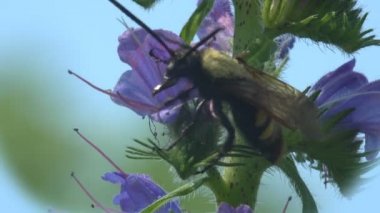 Crabronidae familyasından Sphecius Specosus, ağustos böceği katili veya ağustos böceği şahini familyasından büyük bir eşekarısı türüdür. Mavi tomurcuklu yabani çiçeklerin etrafında uçuşuyorlar. Vahşi Yaşam 'da Makro görünüm böceği