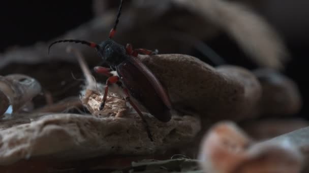 Tetropium Fuscus Een Keversoort Uit Familie Van Boktorren Cerambycidae Bruine — Stockvideo