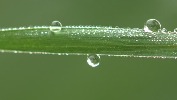 森林绿叶上奇异的露珠和雨滴 横向的野生动物宏观景观 — 图库视频影像