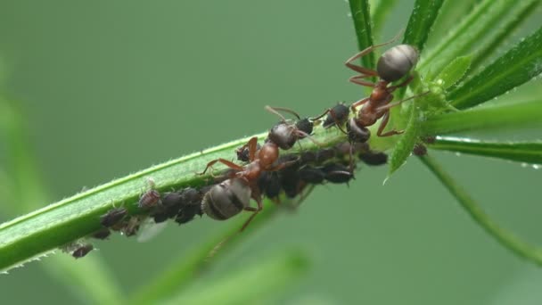 アブラムシのコロニーに緑の枝草にアリ 緑のアブラムシの害虫 野生動物のマクロの表示 — ストック動画