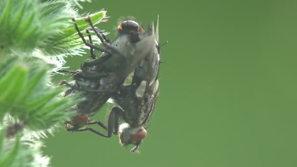 Twee Harige Vliegen Zijn Bezig Met Voortplanting Ondersteboven Wilde Zomerweide — Stockvideo