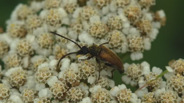 트로피 Tetropium Fuscum 가문비나무 잎벌레 Cerambycidae 곤충은 여름의 초원에 상태의 — 비디오