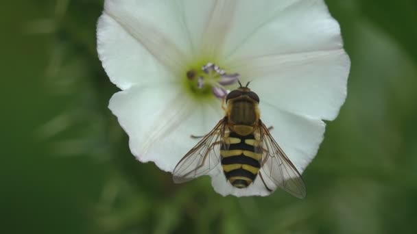 Eristalis Arbustorum Een Zweefvlieg Vrouw Insect Zittend Witte Bloem Macro — Stockvideo