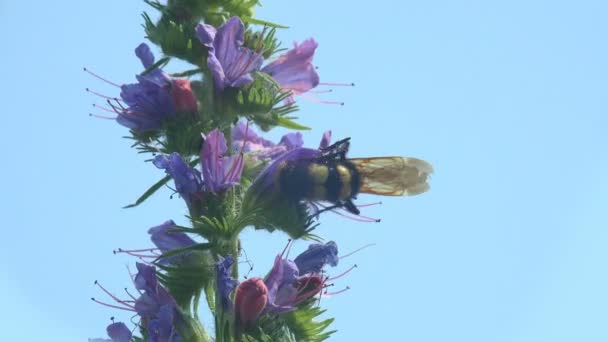 Sphecius Speciosus Семействе Crabronidae Цикада Киллер Цикада Ястреб Является Крупным — стоковое видео