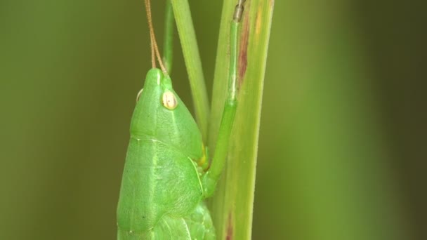 Tettigonia Viridisma Μεγάλο Πράσινο Θάμνο Κρίκετ Είναι Μεγάλα Είδη Katydid — Αρχείο Βίντεο