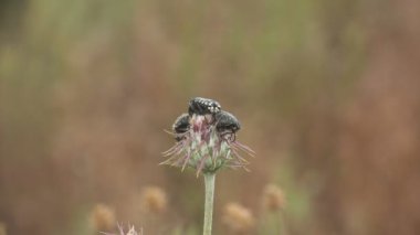 Oxythyrea Funesta böceği aktif olarak hareket ediyor ve yeşil camların üzerinde oturuyor. Vahşi hayatta makro böcek istilası