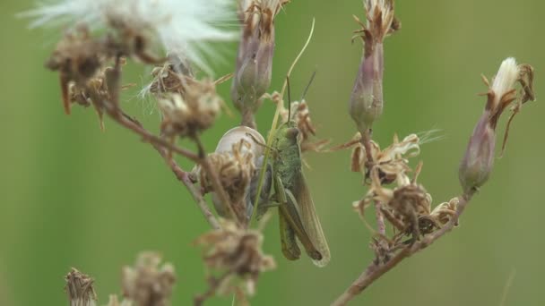 Junge Grüne Heuschrecke Die Sich Trockenem Dickicht Aus Wildblumen Mit — Stockvideo