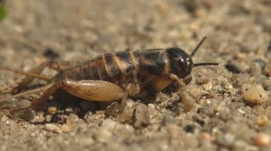 Gryllus Campestris, ya da Field Cricket, atlamaya hazır olarak yerde oturuyor. Vahşi yaşam için böcek Macro görünümü