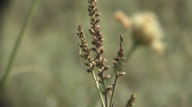 Tohumlu kuru ot sapları arkalarında sivrisinek ya da sivrisinek saklar. Vahşi hayatta makro böceği görüntüle