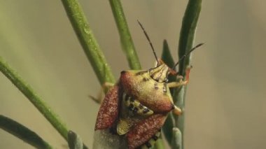 Pentatomidae Böceği, Kalkan Böcekleri yeşil çimenlerin üzerinde otururlar. Makro manzara böceği yaz otlağında vahşi hayatta