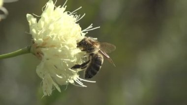 Sparmopolius fulvus arı sineği beyaz çiçeğin üzerinde oturur nektar toplar, vahşi yaşam çayırında makro böcek
