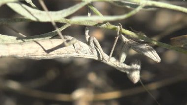 Carolina Mantis, Stagmomantis carolina, Stagmomantinae familyasından bir peygamberdevesi türüdür. Yaban hayatında Mantis Religiosa makrosuna bak