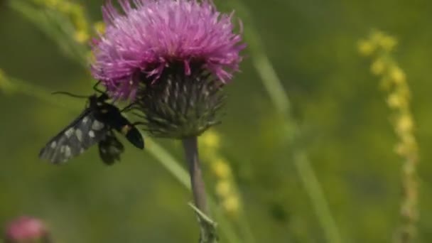 Amata Phegea Syntomis Phegea 엉겅퀴 꽃봉오리에 나방이다 동물의 곤충을 살펴봄 — 비디오