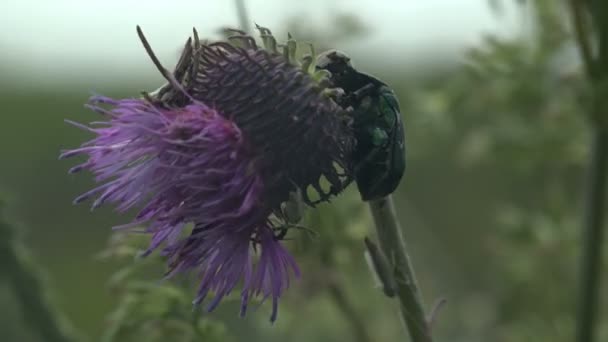 Cotinis Nitida Green June Bug June Bug 딱정벌레 Scarabaeidae Thistle — 비디오