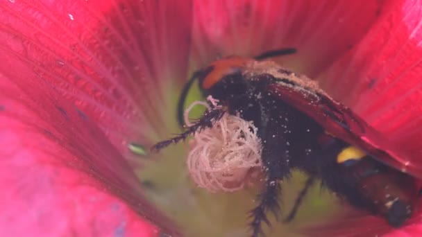 Crabronidae Familyasından Sphecius Specosus Malva Moschata Musk Mallow Veya Musk — Stok video