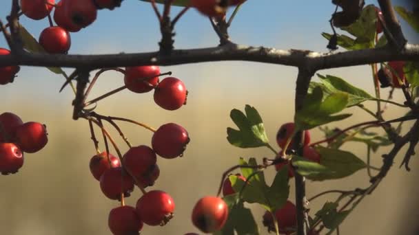 Crataegus Comumente Chamado Espinheiro Quickthorn Thornapple May Tree Whitethorn Hawberry — Vídeo de Stock