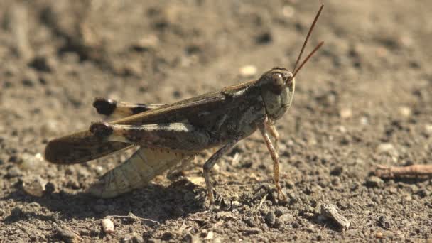 卡罗莱纳蝗虫 Carolina Locust Dissosteira Carolina 卡罗莱纳蚱蜢 Carolina Grasshopper 黑翅蚱蜢 Black — 图库视频影像