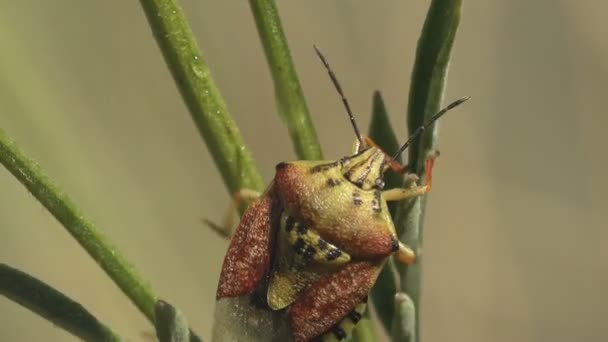 Pentatomidae Garbus Tarcza Bugs Siedzieć Zielonych Łodygach Dzikiej Trawy Makro — Wideo stockowe