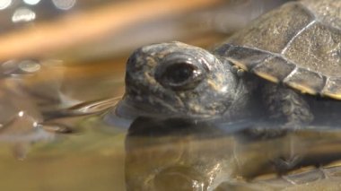 Genç küçük kaplumbağa suya doğumdan sonra ve uzun bir yolculuktan sonra ulaştı. Vahşi hayatta makro manzaralı bir hayvan