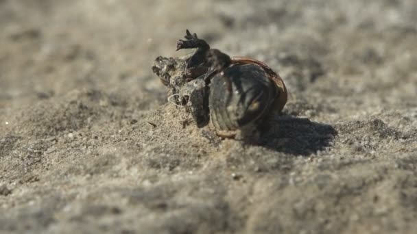 Dode Kever Bedekt Met Zoutstof Een Zoutmeer Zout Ligt Lagen — Stockvideo