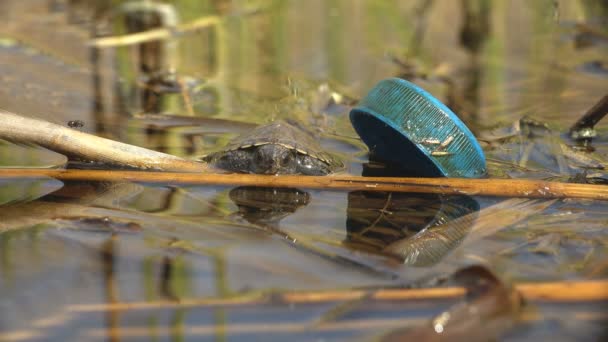 Pollution Ecology Portrait Young Turtle Sits Summer Water Next Plastic — Stock Video