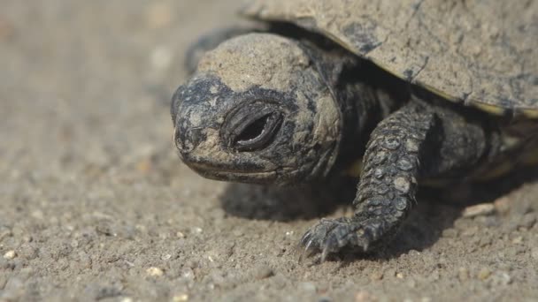 Pequeña Tortuga Que Acaba Nacer Huevo Muere Largo Del Camino — Vídeos de Stock