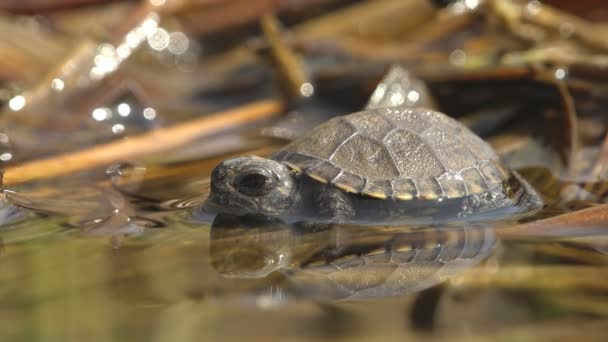 Young Small Turtle First Reached Water Birth Long Journey Hot — Stock Video