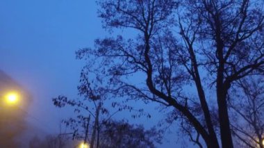 Sabahın erken saatlerinde parktaki ağaçların alt manzarası. Koşarken kara bulutlu ağaç dalları süpürüyor
