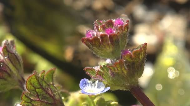 Bellissimi Fiori Blu Rossi Viola Sfondo Foglie Arruffate Accanto Terra — Video Stock