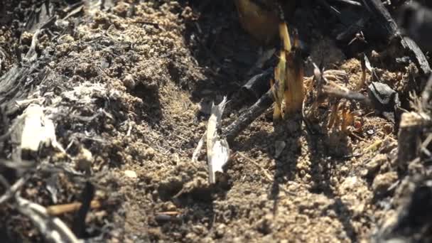 川岸での野火の後の生活の回復 新鮮な葦の芽とアリの動き 野生動物のマクロビュー昆虫 — ストック動画