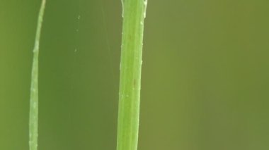 Karıncalar uyuyan bir böceğe saldırdılar, sabahları çimen sapında uyuşuk, Amphimallon assimile Melolonthinae 'de bir böcek türüdür, vahşi hayatta makro görüş böceği.