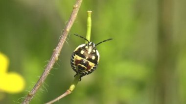 Pentatomidae perisi, Euschistus tristigmus yaz otlağında yeşil yaprak tohumlarının üzerine oturur ve kılık değiştirir. Vahşi hayatta makro böceği görüntüle