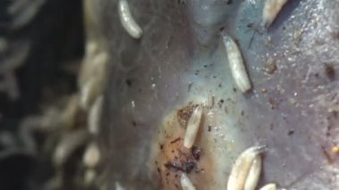 Vahşi ateşin böcekleri, salyangozları ve sadece yanmış ot ve sazları öldürmesinden sonra, yaz çayırlarında kavrulmuş ve ölmüş çimlerin makro görüntüsü.