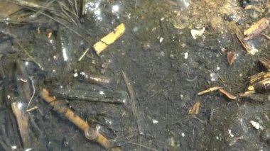  Yavru kurbağa, kurbağa ve iribaş arasında geçiş yapıyor. Yaz gölü, makro ve larva sahnesinde ıslak kumun üzerinde oturuyor.
