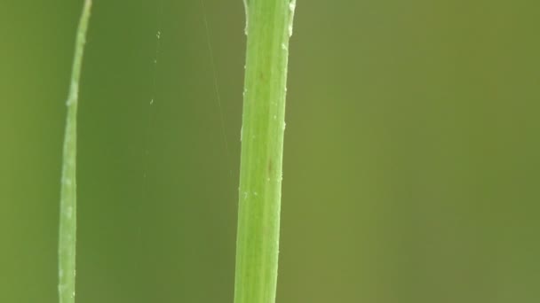 アリは眠りに落ち 草の茎の上で朝遅く虫を攻撃し Amphimallon Asmixはメラノシンエのカブトムシの一種で 野生動物のマクロビュー昆虫です — ストック動画
