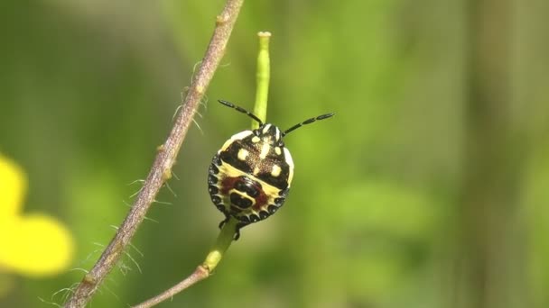 Pentatomidaenymph Euschistus Tristigmusは夏の牧草地の緑の葉の種に座って それ自身を偽装する 野生動物のマクロ昆虫を見る — ストック動画