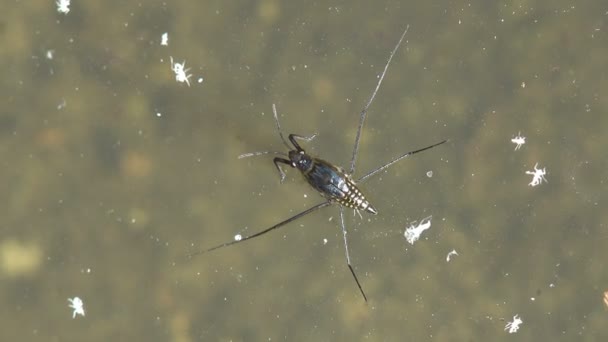Los Gerridae Son Una Familia Insectos Orden Hemiptera Estridentes Agua — Vídeo de stock
