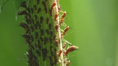 Yaprak bitleri yeşil çimen gövdesi boyunca sürünüyor. Aphis Kolonisi ekilmiş bitkiler üzerindeki en yıkıcı böcek böcekleri arasındadır. Vahşi Yaşamda Böcek makrosuna bak